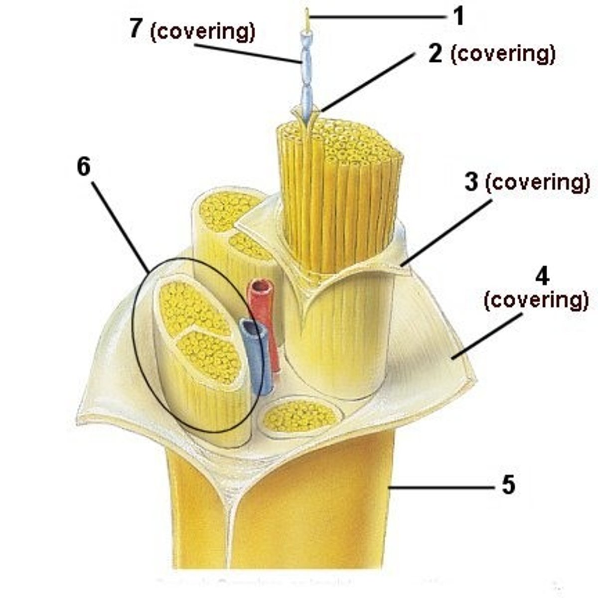 <p>Structure 6</p><p>Bundle of axons in a nerve that is wrapped in perineurium</p>