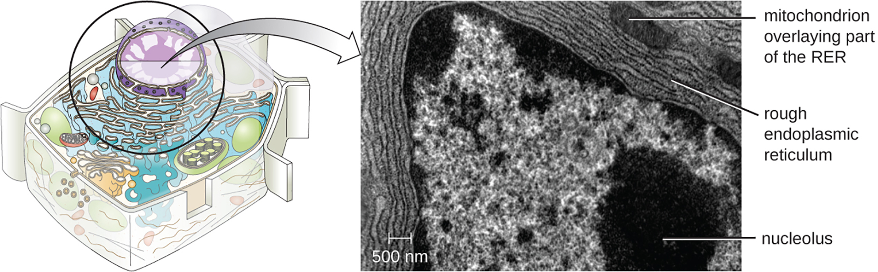<p>What is t<span>he </span><strong>endoplasmic reticulum (ER)</strong></p>