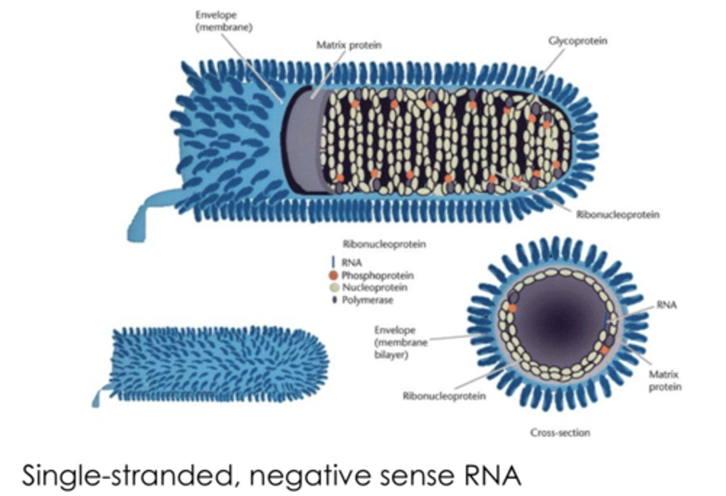 <p>bullet-shaped, enveloped, helical capsid with a negative-strand RNA genome</p>