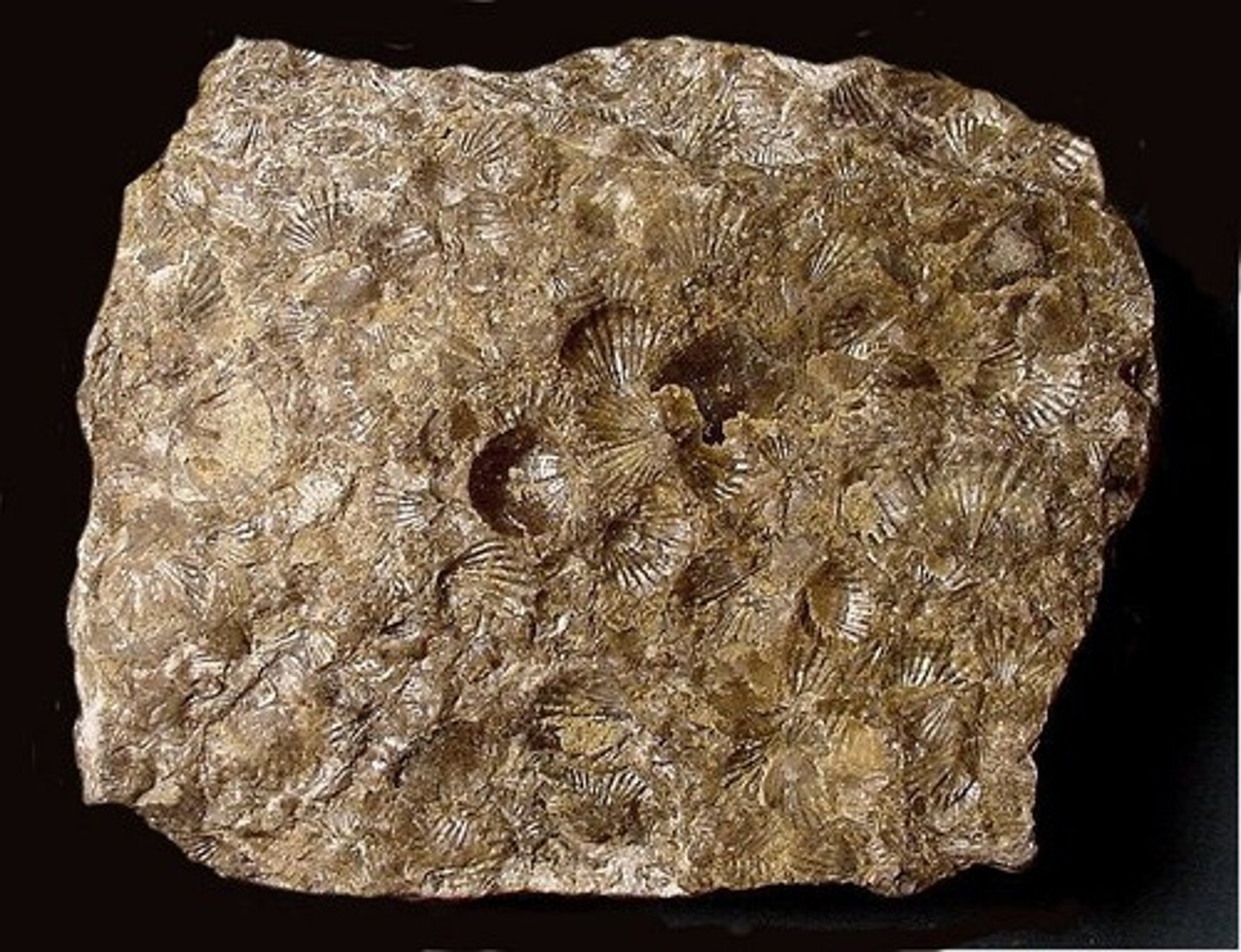 <p>Composition: Calcite(Limestone)</p><p>Type: Biochemical(organic)</p><p>Info: Fossilized shell in a fine grain matrix</p>