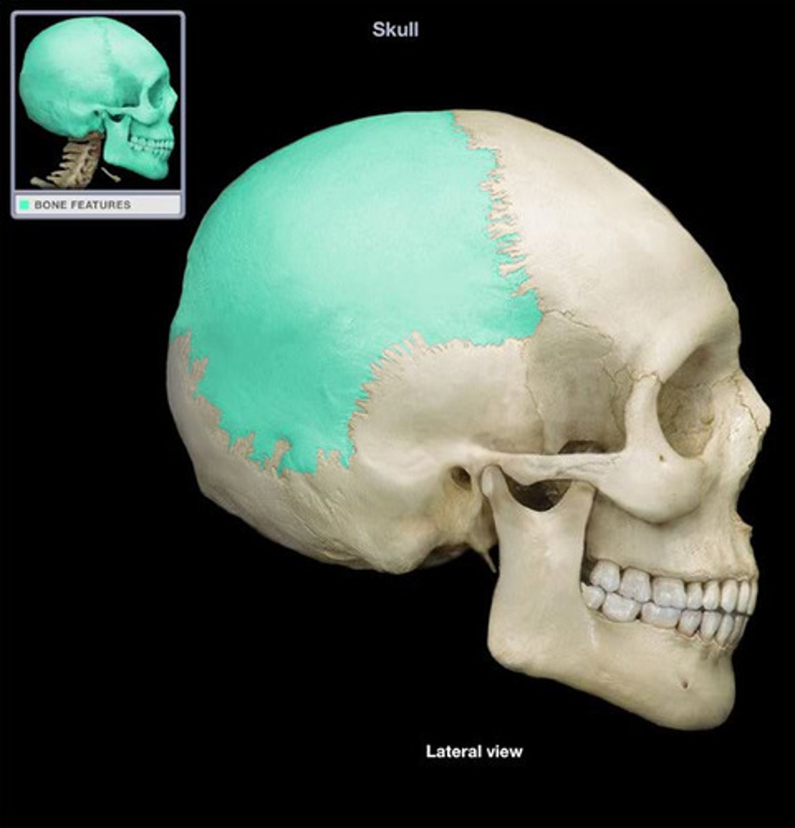 <p>large paired bone located in the superior portion of the skull</p>