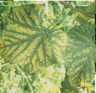 What deficiency do these leaves have?