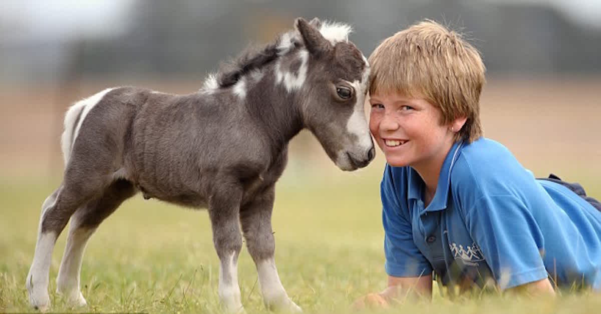 <ul><li><p><span style="color: red"><strong>Max height allowed by registry 8.2 hands</strong></span></p></li><li><p><span style="color: red"><strong>Replicas of Quarterhorses, Arabs, Thoroughbreds, and Draft horses</strong></span></p></li><li><p>Most are 5.3 - 6. 2 hands</p></li><li><p>Not dwarves, runts, or genetic mutations</p><ul><li><p>Bred down to size yet maintaining perfect conformation</p></li></ul></li><li><p>More value as they become smaller</p></li><li><p>Therapeutic programs for disabled children or adults or just for people who want a horse but can’t take care of 1,000 lb horses</p></li></ul><p></p>