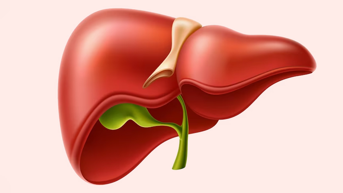 <ul><li><p>a large organ located in the upper right abdomen that produces bile, detoxifies blood, and performs many other metabolic functions.</p></li></ul><ul><li><p>Considered as the largest gland in the body</p></li></ul><p></p>