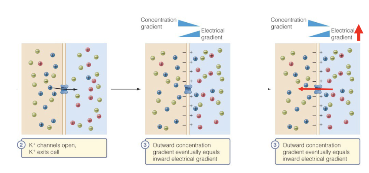 <p><span>The membrane potential at which the net flow of an ion is zero</span></p><p><span>aka </span>reversal potential of an ion</p>