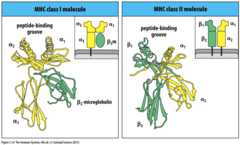 <p>expressed on surface of all nucleated cells.</p><p>structure:</p><ul><li><p>consist of 1 alpha membrane spanning chain and 1 beta chain (beta micro-globin).</p></li><li><p>alpha chain domains encoded on MHC on chromosome 6 (highly polymorphic), beta chain encoded on chromosome 15. -invariant beta micro globin stabilises membrane spanning alpha chain domain. -single alpha chain domain (alpha 3) spans membrane. -2 polymorphic alpha chain domains (alpha 1 &amp;2) contain peptide binding groove and are involved in peptide presentation.</p></li></ul><p>alpha chains encoded by 3 genes - HLA-B, HLA-C and HLA-A.</p><p>peptide binding groove binds short peptides of 9-10 aa long.</p><p>present endogenous antigenic peptides originating from cytoplasm to cytotoxic T cells.</p><p>associate with peptide in ER of secretory pathway.</p><p>bind CD8 receptors of cytotoxic T cells.</p>