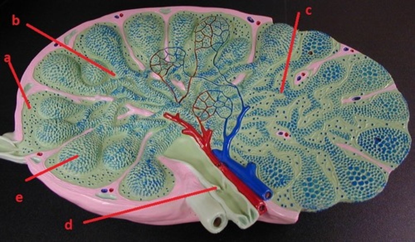 <p>Identify the structure a</p>