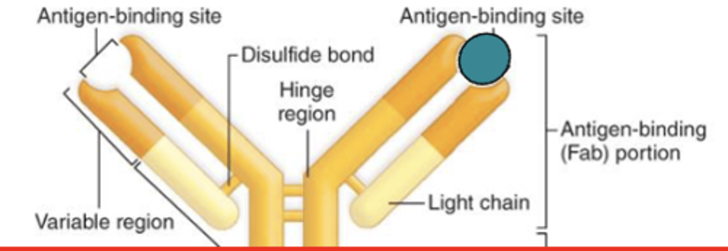 <p>variable region</p>