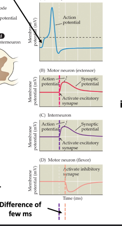 Time difference between the onset of activity in the stretched muscle and inhibition of the shortened muscle