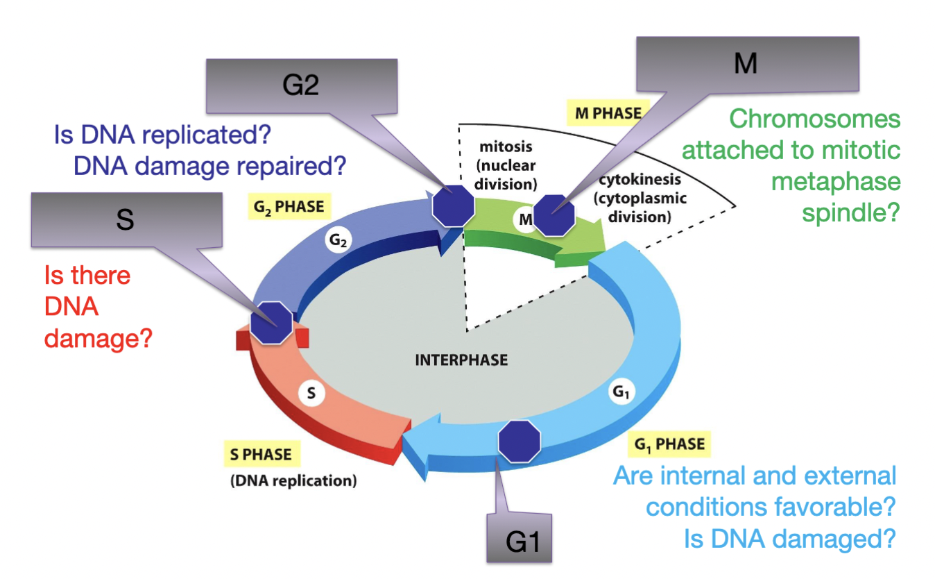 
1. G1: are internal and external conditions favorable? is DNA damaged? → near end of G1 (BUT not all the way at end)
2. S: is there any DMA damage? (did DNA replicate properly) → at end of S
3. G2: is DNA replicated? is DNA damage repaired? → at end of G2
4. M: are chromosomes attached to mitotic metaphase spindle → between meta and anaphase