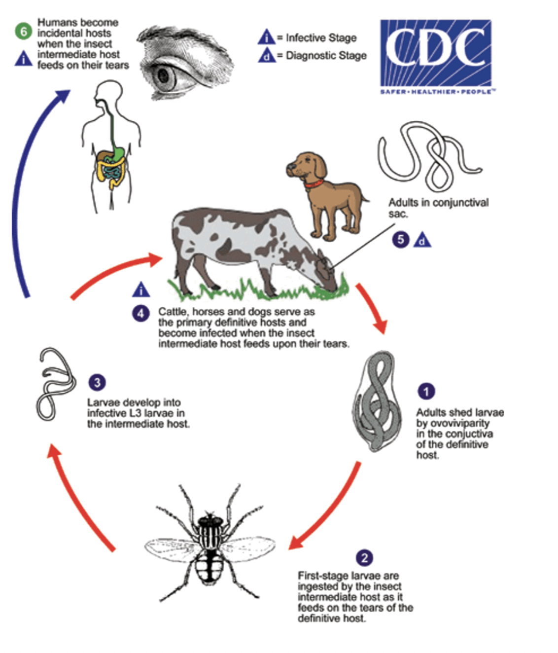 <p>Life cycle → Indirect</p><ul><li><p>Female worm produces larvae (L1) in conjunctival sac</p></li><li><p>Adult flies consume L1</p></li><li><p>L1 molts to L3 within fly </p></li><li><p>L3 crawls to mouthparts of fly and escapes into the orbit of the DH when the fly feeds</p></li><li><p>L3 develops into an adult without migration </p></li></ul><p>PPP→ 3-6 weeks </p><p>DH→ </p><ul><li><p>Cattle, horse, dog, cat, sheep, human </p></li></ul><p>IH→ </p><ul><li><p>Diptera </p></li></ul><p>Adults found→ </p><ul><li><p>Conjunctiva and lacrimal ducts </p></li></ul><p>Zoonoses→ </p><ul><li><p>YESSSS</p></li></ul><p>T.californiensis and T.callipaeda→ dogs and cats</p><p>T.lacrymalis→ horses </p><p></p>