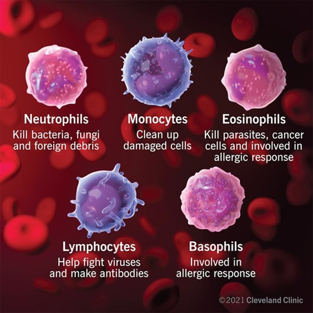 <p>Neutrophils : 50-70%<br>Lymphocytes: 20-40%<br>Monocytes: 2- 8%<br>Eosinophils: 1- 4%<br>Basophils: 0.5-1%</p>