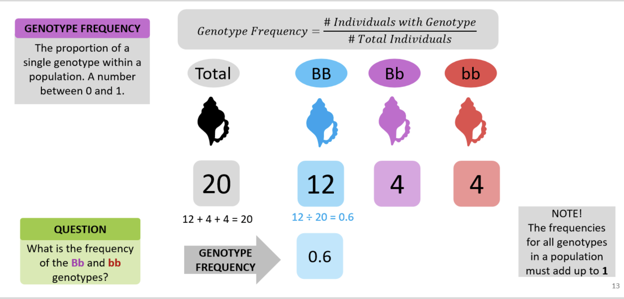 <p>the proportion of a single genotype within a population.</p><ul><li><p>a number between 0 to 1</p></li></ul><p>E<strong>Q’N: # individuals w/ genotype / # total Individuals</strong></p>