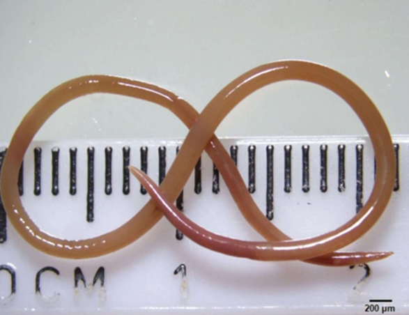 <ol><li><p><em><u>Ophidascaris robertsi</u></em></p></li><li><p>Esophagus &amp; Stomach</p></li><li><p>Carpet python</p></li><li><p>Small marsupials &amp; rodents</p></li><li><p>L3</p></li></ol><p></p>