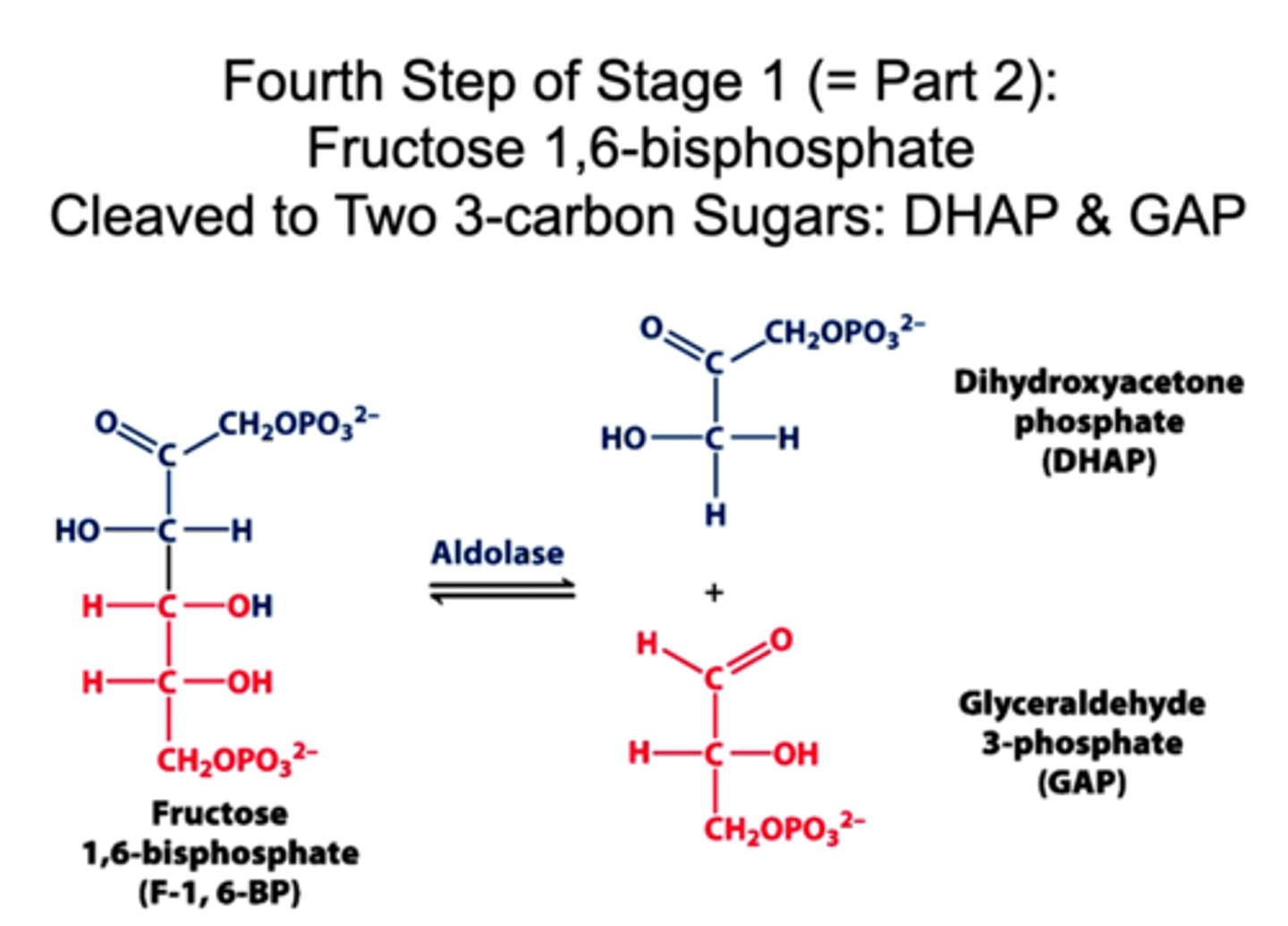 <p>f1,6p &lt;=&gt; Dhap + ga3p</p>