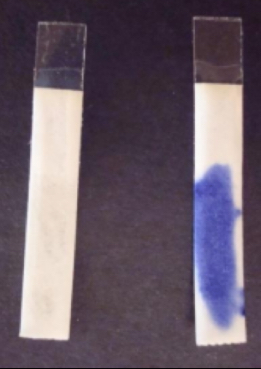 <p>Oxidase Test</p>