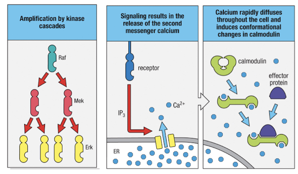 <p>cause large cellular response after signal is initiated</p>