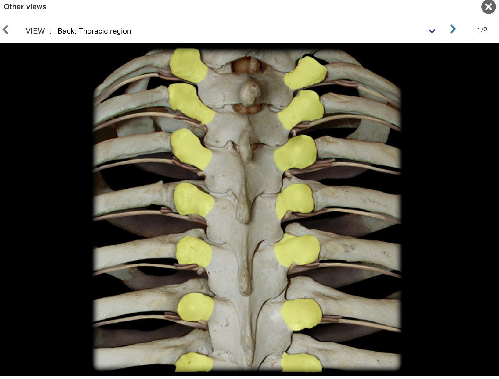 <p>Location:</p><p class="p1">• Lateral aspect of thoracic vertebra</p><p class="p1">Description:</p><p class="p1">• Prominent, paired, laterally-directed process</p><p class="p1">Comment:</p><p class="p1">• Provides attachment for intrinsic back muscles and ligaments</p>