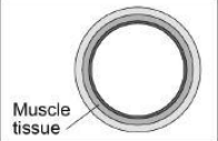 <p>Thin walls, large lumen(hole),&nbsp;</p><p>valves(prevents backflow of blood).</p><p></p>
