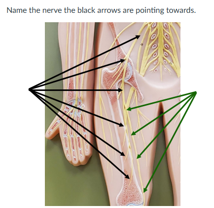 <p><span>Name the nerve the green arrows are pointing towards.</span></p>
