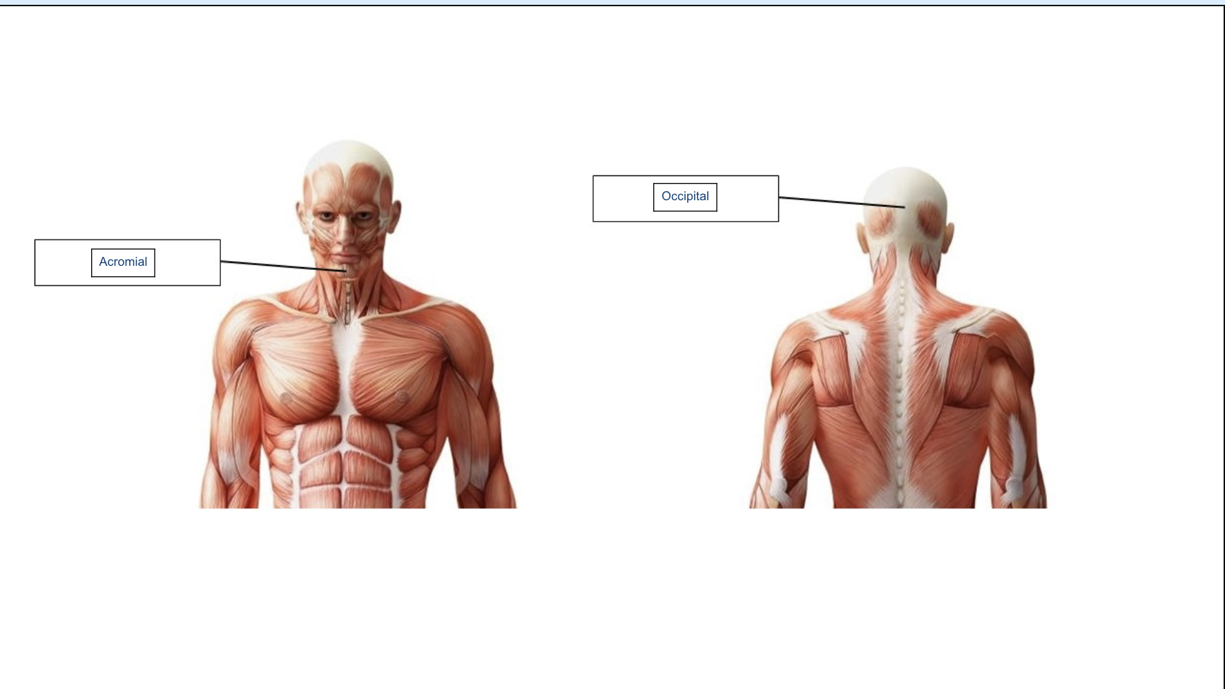 <p>left: mental right:occipital </p>