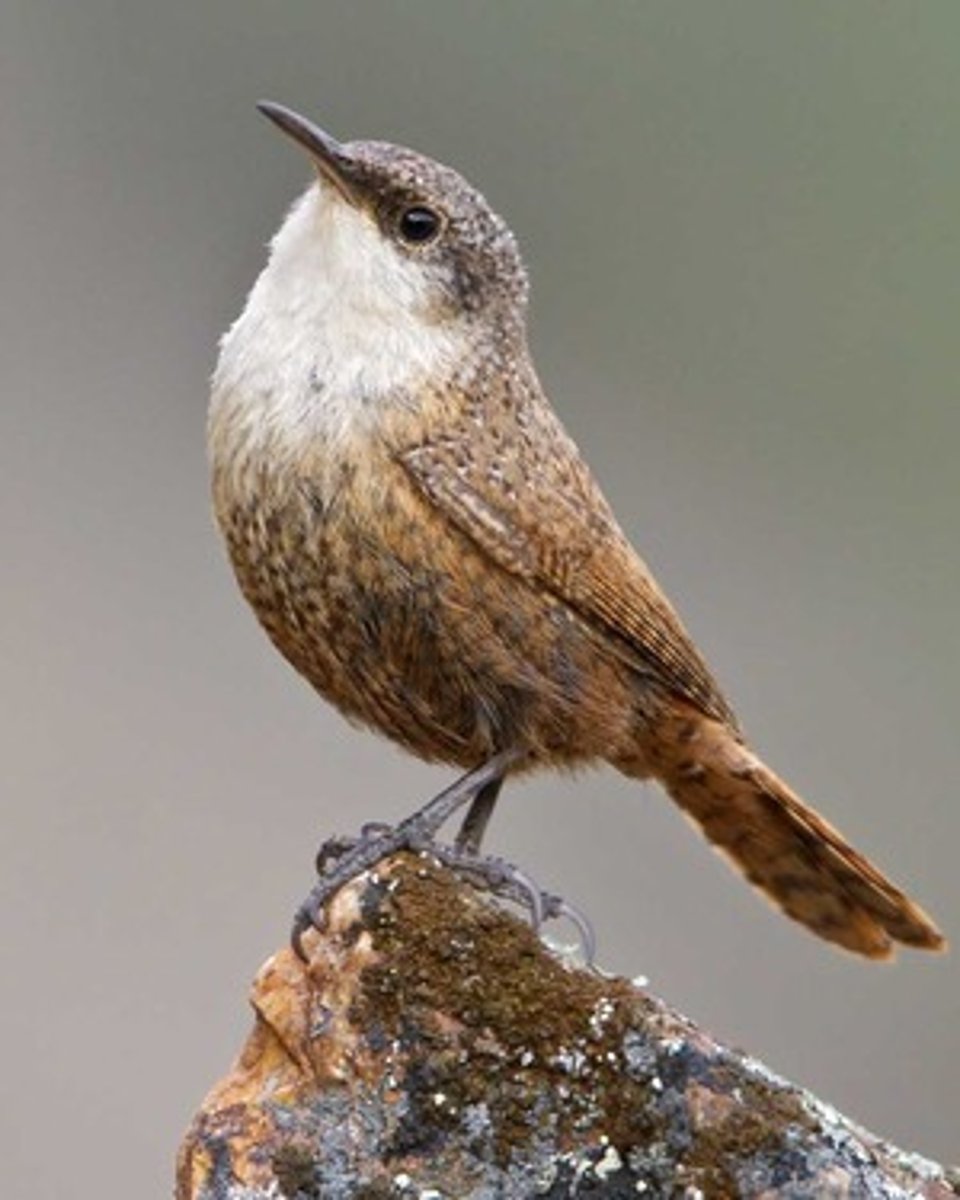 <p>Inland cliffs, especially in arid regions</p>