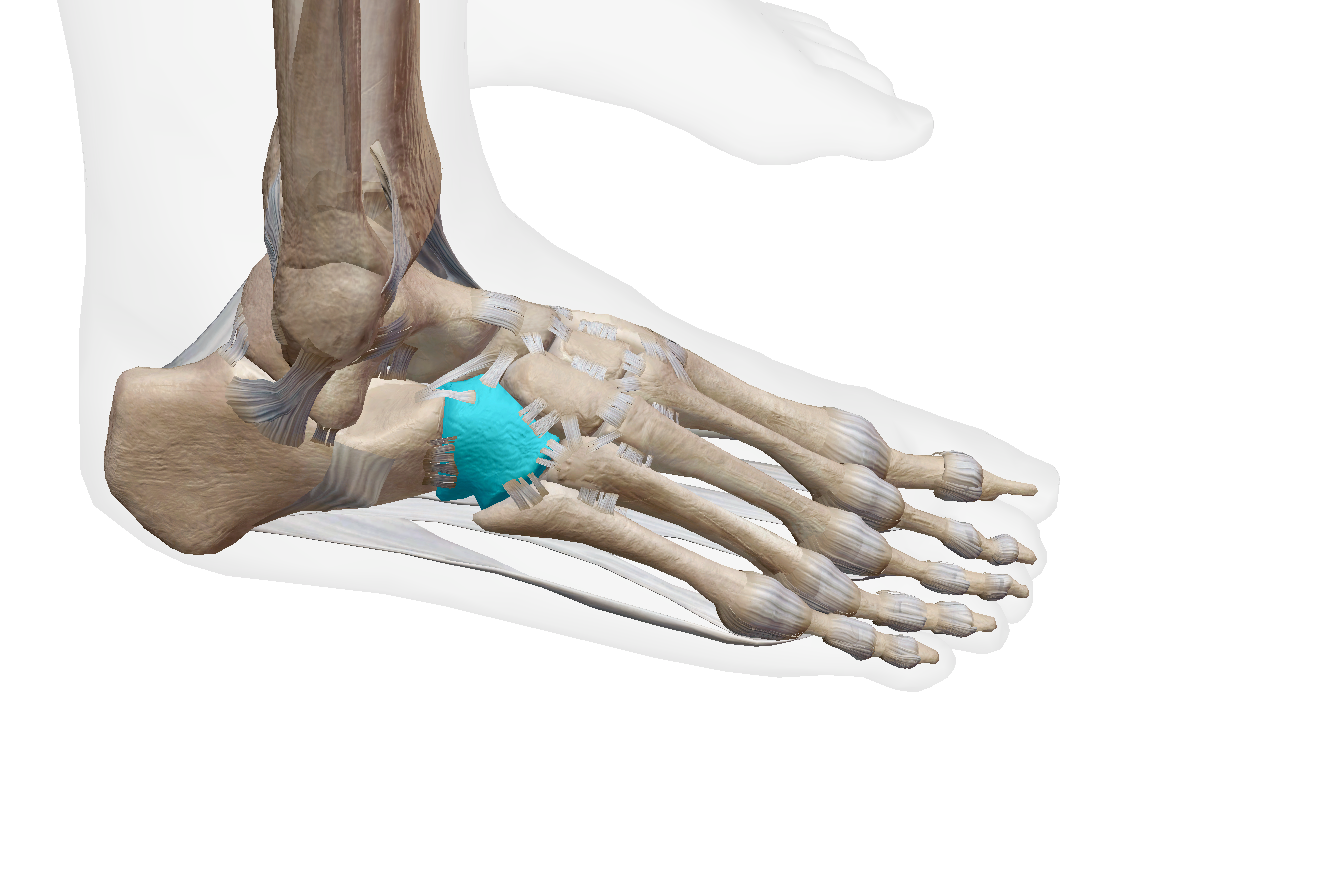 <p>Label the bone </p>