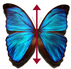 Organized with left and right halves. Ex: Humans, butterfly
