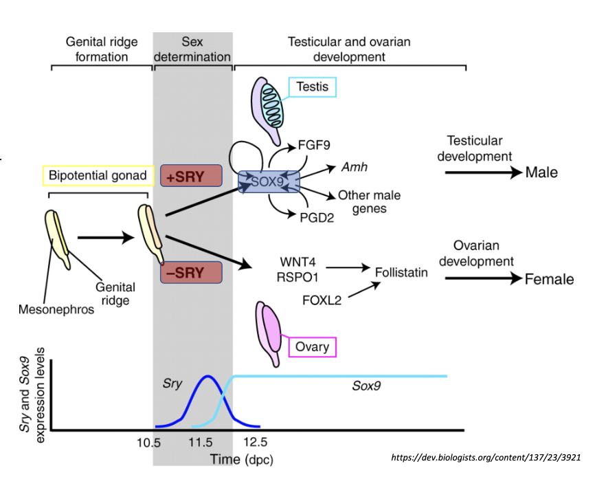 <p>the expression of specific genes (ex :SRY for Y chromosome) determines the expression of a cascade of genes, that will develop into an ovary or testis</p>