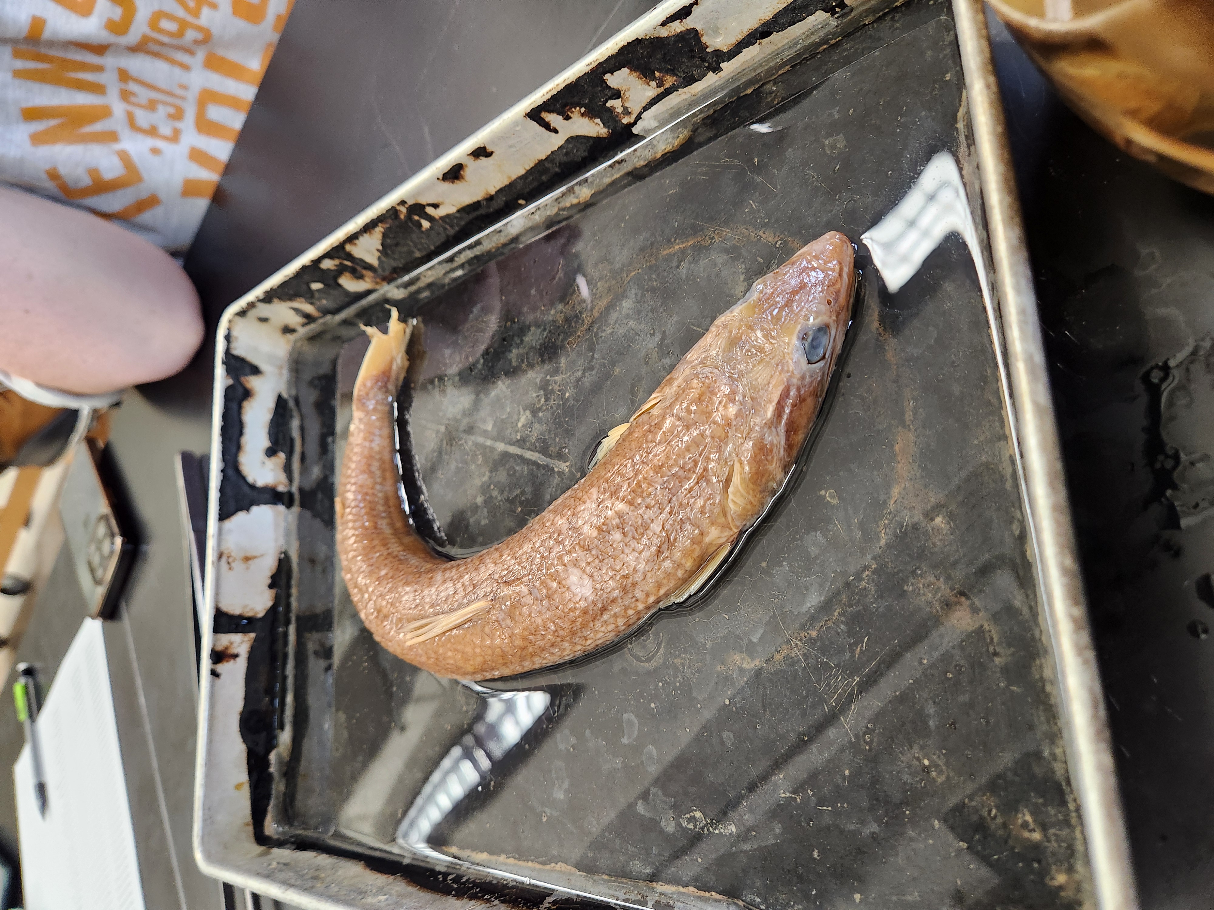 <p>lizardfishes</p>