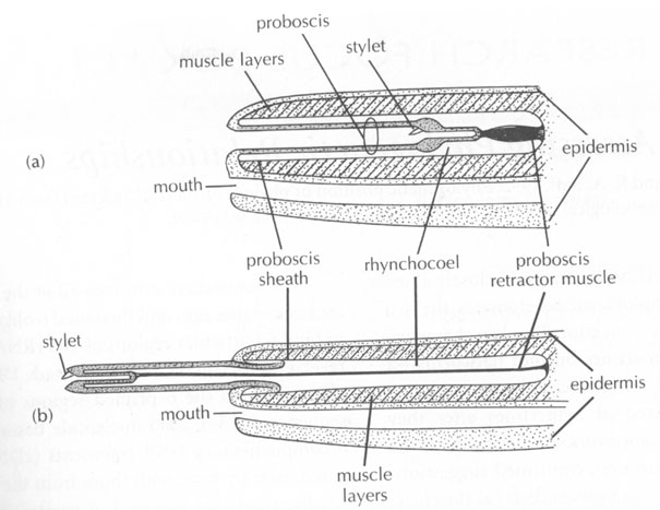 <p><span>presence of an eversible proboscis enclosed in a pocket called a&nbsp;rhynchocoel. this proboscis is used for food capture, some species are ornamented with barbs</span></p>