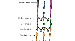 <p>Ganglion Cells</p>