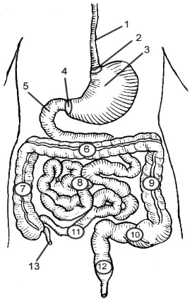 <p>10</p>