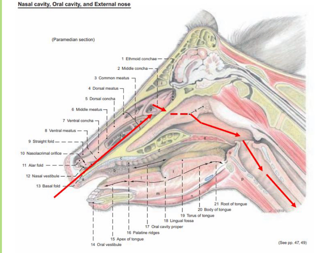 <p>what route is being shown</p>