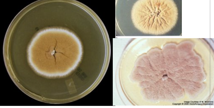 <p>Scopulariopsis sp.</p>