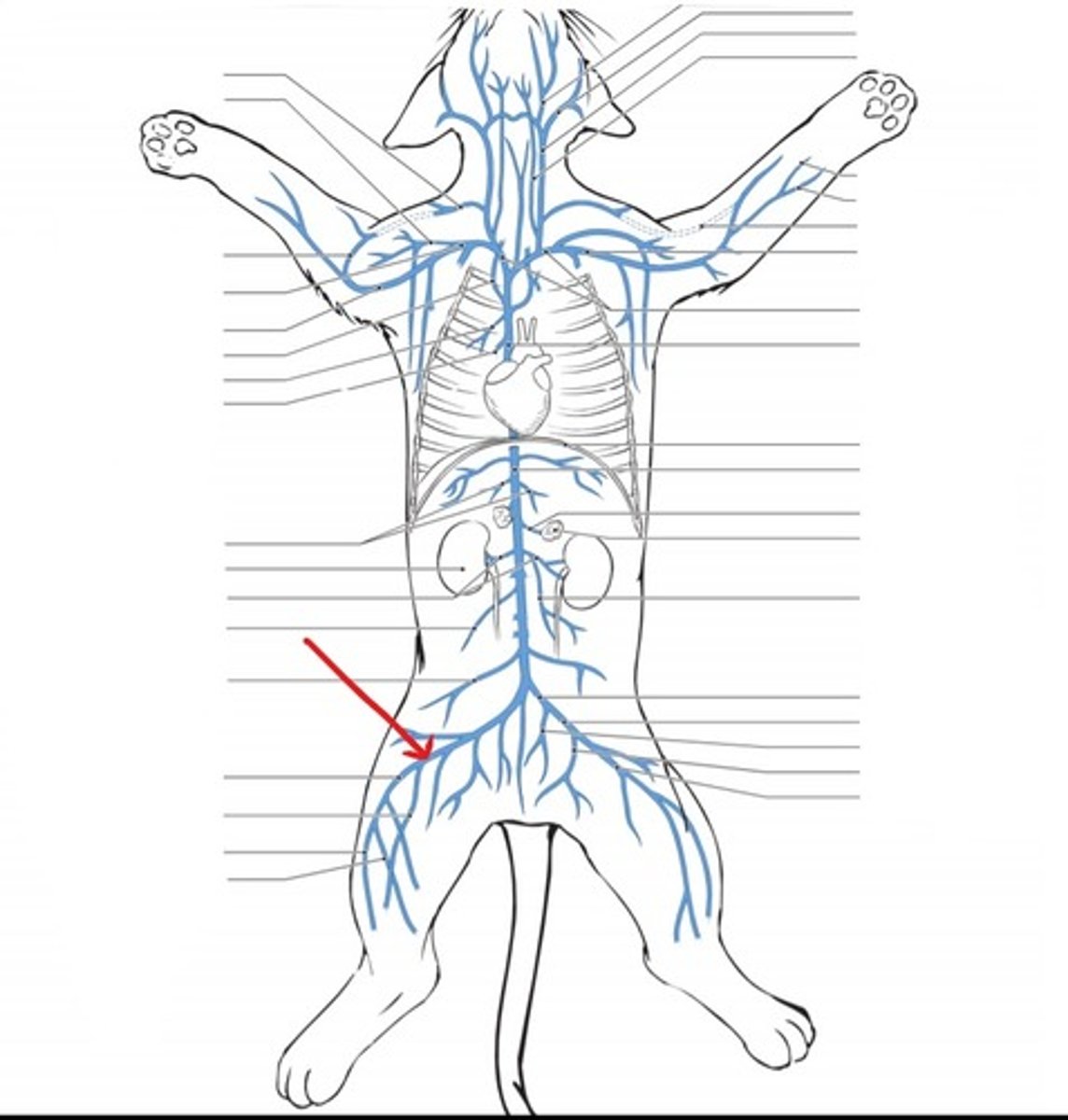 <p>identify the vein</p>
