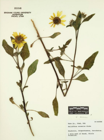 <p>Very large central disk. Large, rough deltoid leaves, stiff hairs on leaves and stems. </p>