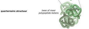 <p>als een eiwit uit 2 of meer subeenheden bestaat (bv: hemoglobine bestaat uit 4)</p>