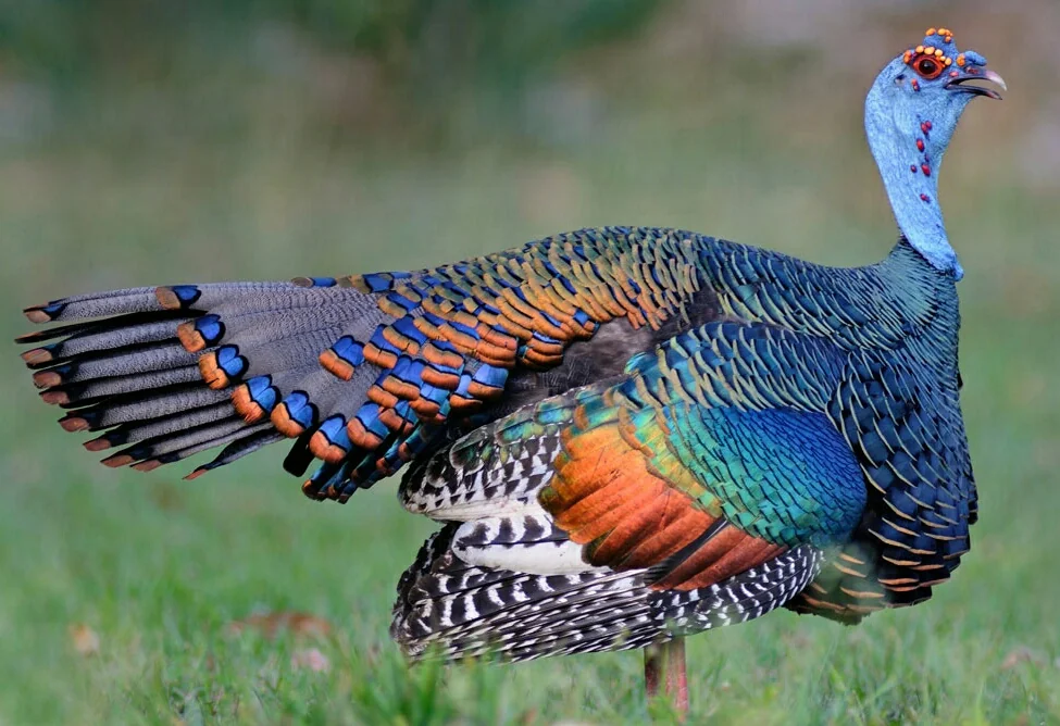 <p>Ocellated Turkey</p>