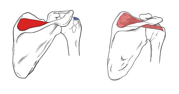 <p>What is the insertion for supraspinatus?</p>