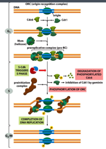 <p>Completion of DNA replication</p>
