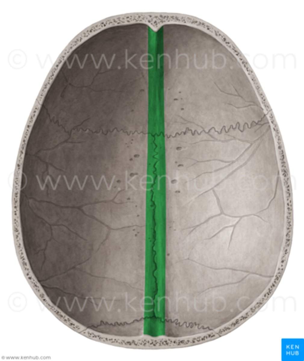 <p>where parietals are articulated, posterior continuation of sagittal sulcus of FRONTAL</p>