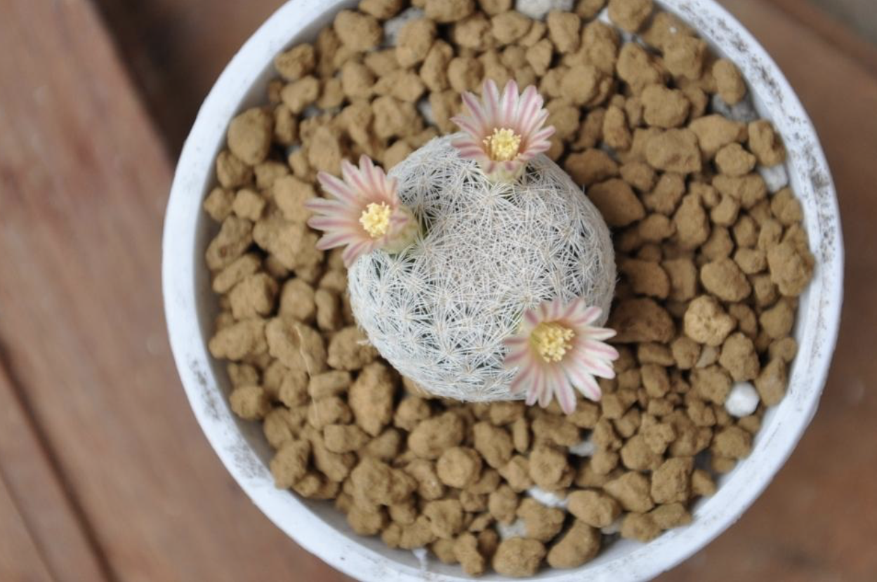 Flower 152 
