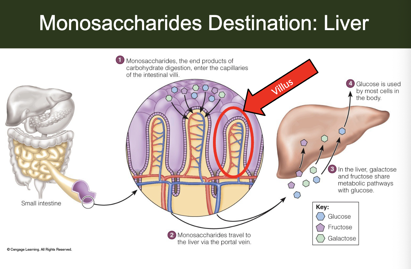 <ul><li><p>most carb absorption (put carbs in bloodstream) happens in small intestine with other nutrients too</p></li><li><p>glucose and galactose absorbed by active transport</p></li><li><p>fructose is absorbed by facilitated diffusion</p></li><li><p>liver:</p></li><li><p>—→ facilitates conv of fructose and galactose, directs glucose, and stores glucose as glycogen if not need now</p></li></ul><p></p>