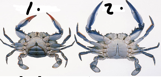 <p><br>Look at the picture. For this <em>Crustacea</em>, which one is <strong>female</strong>?</p>