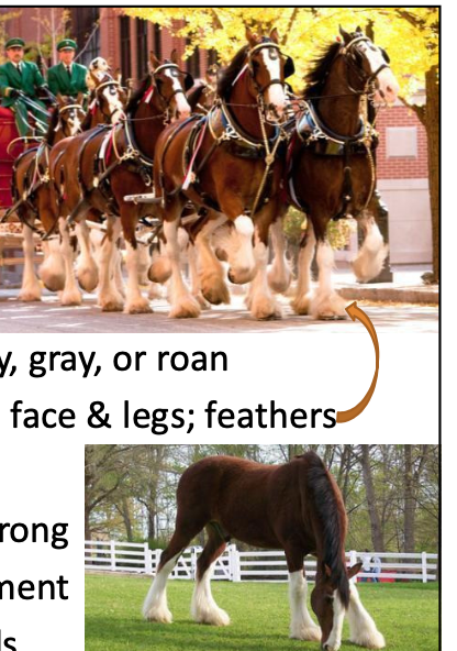 <p>Clydesdale</p><p></p><p>Origin: Scotland</p><p>Color: Bay, bwon, bay, gray, or roan. Much white on face and legs; feathers (on legs)</p><p>Body: 16-19 hands, heavy, solid, strong</p><p>Traits: Calm temperament</p><p>Purpose: work; pull loads</p>