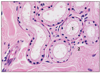 <p>name of histologic slide:</p><p>Specie:</p><p>Parts</p><p>1.__ 2.__ </p><p>Stain used:</p>