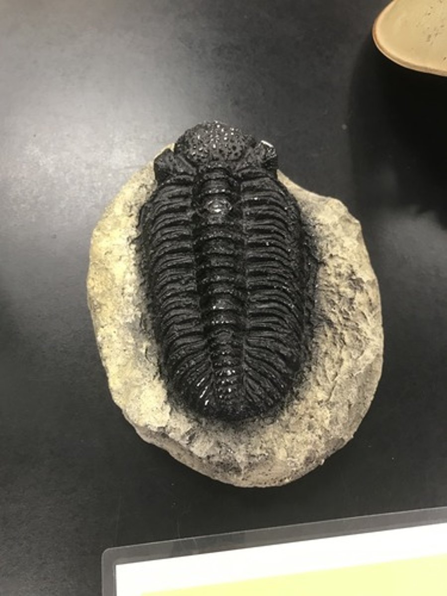 <p>For the following specimen(s), give the entire taxonomy and the name of the specimen(s)</p>