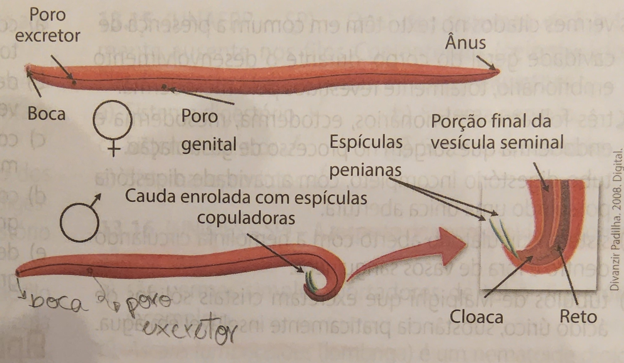 <ul><li><p>sexuada</p></li><li><p>dioicos</p></li><li><p>dimorfismo sexual (macho - menor, extremidade curvada e com órgãos acessórios da cópula → para fixação durante o ato sexual)</p></li><li><p>fecundação interna</p></li><li><p>desenvolvimento indireto, diferentes estágios larvais</p></li><li><p>parasitas monóxenos e heteróxenos (mais de um hospedeiro)</p></li></ul>