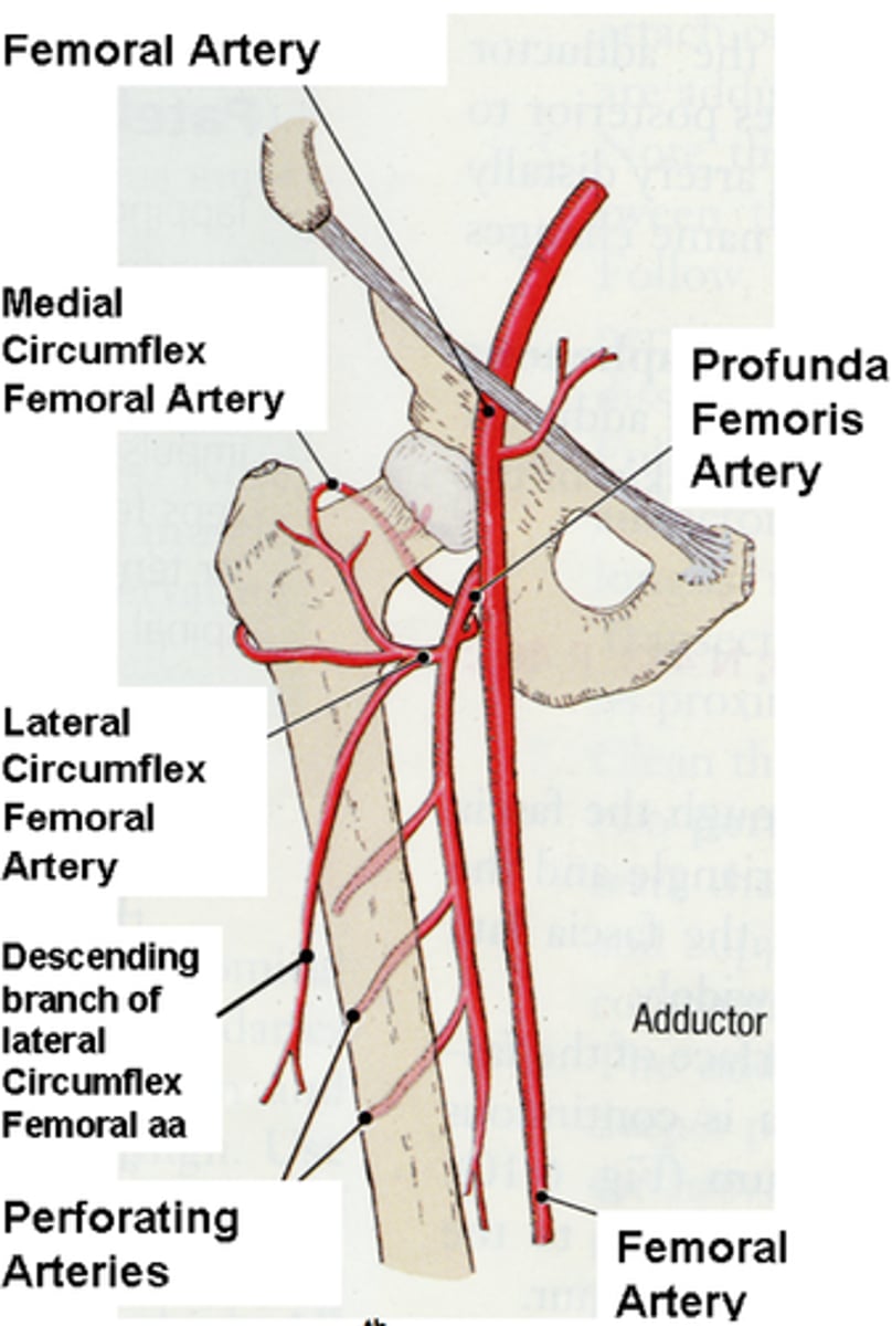 <p>- Short branch of the deep femoral artery</p><p>- Curves around the neck of femur = "circumflex"</p><p>- Contributes blood to anterior thigh and hip joint</p>